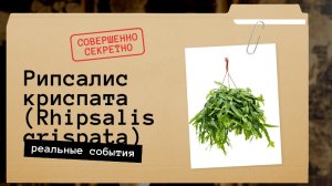 ИДЕАЛЬНЫЙ РЕЦЕПТ РИПСАЛИС КРИСПАТА