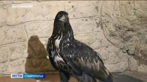 В Пятигорске уличный фотограф эксплуатировал орлов