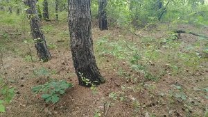 В ЛЕС ПО ГРИБЫ 🍄