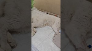Отвезла кошку снова в клинику на клизму и УЗИ