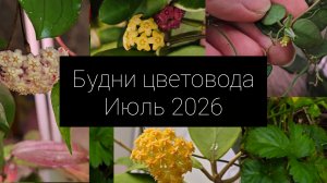 будни цветовода июль 2026