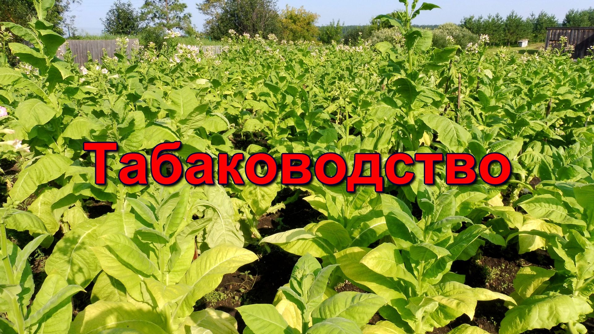 Обзор плантации Табака на 25 июля - лист вызревает - начинаем уборку урожая. смотреть онлайн