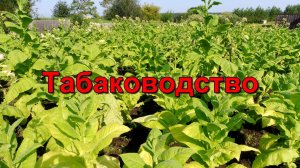 Обзор плантации Табака на 25 июля - лист вызревает - начинаем уборку урожая.