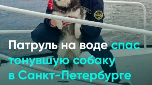 Патруль на воде спас тонувшую собаку в Санкт-Петербурге