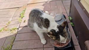 🔥Клёпа и Енотик приходят неожиданно 🐈🐈