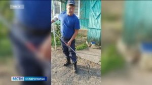 В дома жителей Ставрополья поползли змеи
