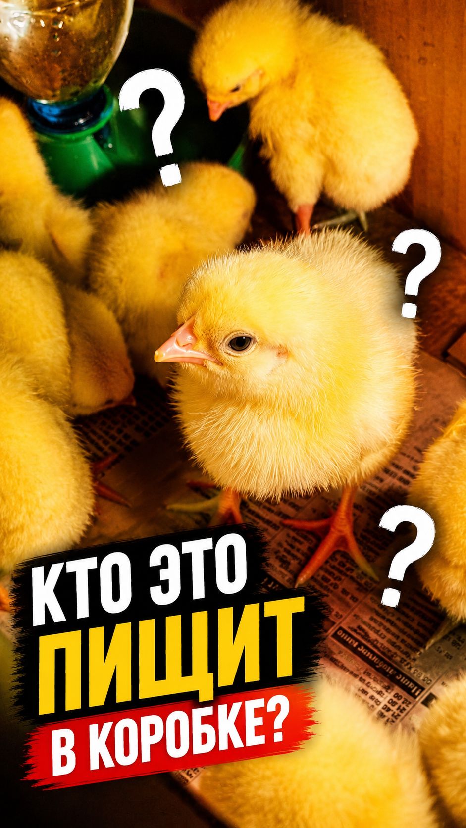 Кто это пищит в коробке? 🐣📦