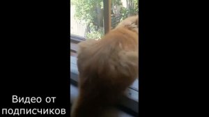 - ОГУРЕЦ, ТЫ НЕ МОЙ ДРУГ Приколы с котами. Смешные коты С ОЗВУЧКОЙ.