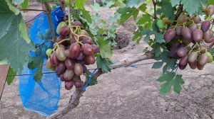 УЛЬТРАРАННИЕ И ОЧЕНЬ РАННИЕ ГФ!!!(КАЛУГИН В.М.). ТЕЛ: 8989 538 12 89,8988 890 27 88 (МАХ,ВАТСАП).