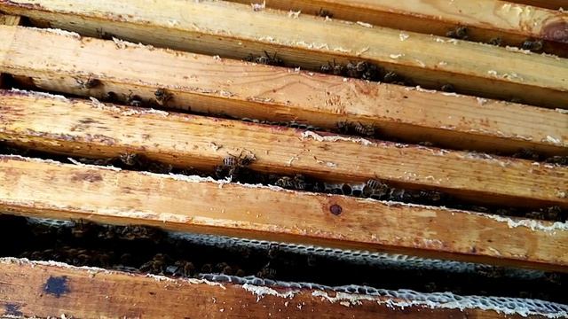Пчеловодство.Финал медосбора ч 2.Два магазина мёда с однорамочного отводка,.27 т.р. смотреть онлайн