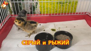 Серый и Рыжий цыплята освоились после инкубатора и начали новую жизнь (6)