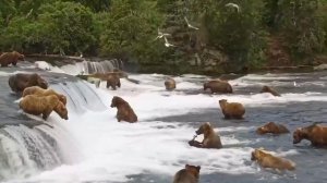 Сейчас на водопаде Брукс на Аляске идёт ежегодная миграция лосося