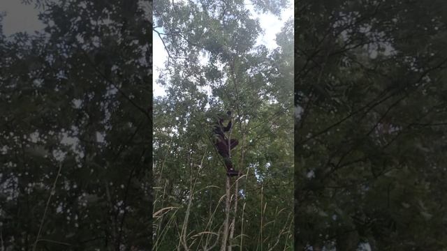 Залез на берёзу