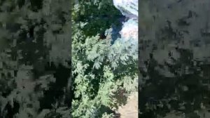 Вышибалы на качели