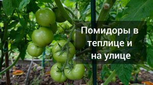 Помидоры в теплице и на улице. 25 июля. Вершинная гниль 😔