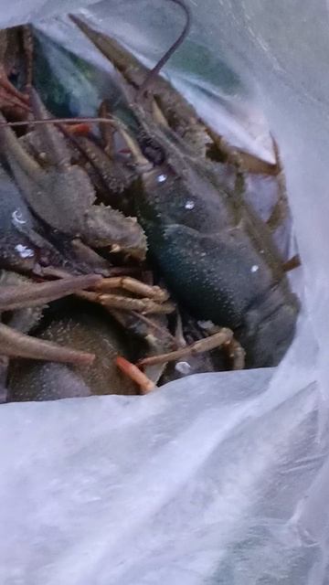 С товарищем на рыбалке 🔥🦞🔥🦞🔥🦞 Саратовская область