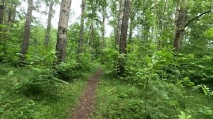 хорошая прогулка по лесу серия 28