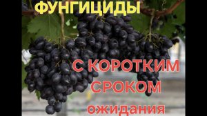 Фунгициды с коротким сроком ожидания. #виноградник #рекомендации