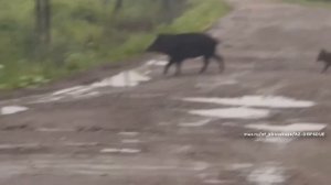 Новости Кирова 23.07.26