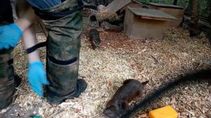 Азиатские бескоготные выдры не дают убирать вольер 22.07.2026