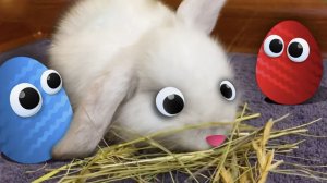 Кролик НОЛИК и Яйцо Сюрприз Обзор на игрушки Барбоскины для детей