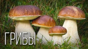 Грибы: Таинственное Царство  Детей Дождя