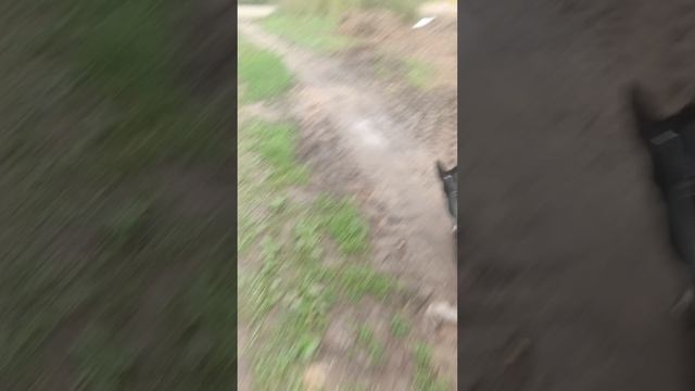 Рекс гуляет (часть 9) смотреть онлайн