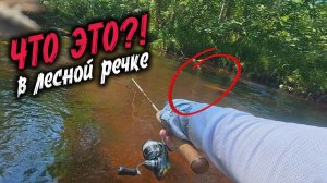 ЧТО-ТО ОГРОМНОЕ ПРОПЛЫЛО в затерянной речке... А потом начался клёв! Поля леса с Alaskan adventure
