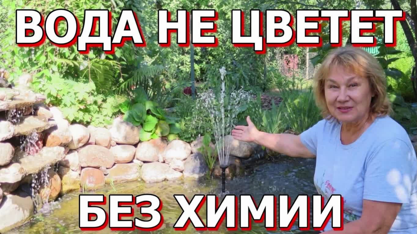 Чистая Вода в Пруду много лет! Как?! Рассказываю... Видео-архив с ютуба смотреть онлайн
