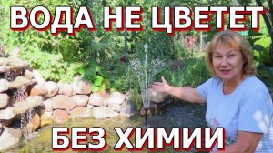 Чистая Вода в Пруду много лет! Как?! Рассказываю... Видео-архив с ютуба