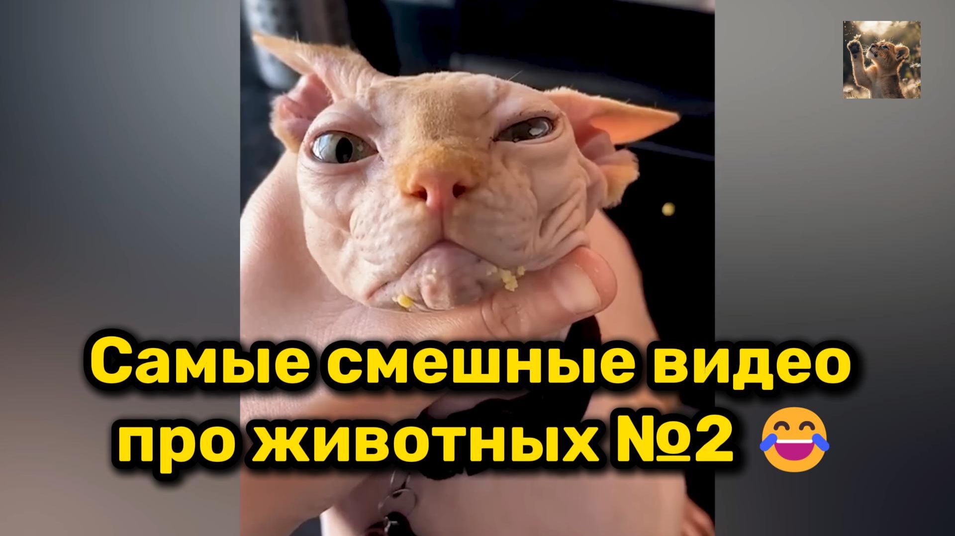 Самые смешные видео про животных №2 😂 смотреть онлайн