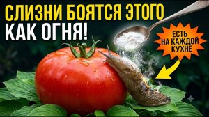 Как убрать слизней с участка за 1 ночь! Копеечное средство, которое навсегда спасет урожай