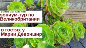 243. Эониум-тур в Великобританию: Сада Марии Девоншир в Уэльсе
