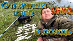 Отличный клев хариуса в дождь! Лучшая удочка на хариуса_эволюция кана для рыбы.
