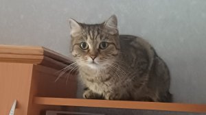Не пон🤨