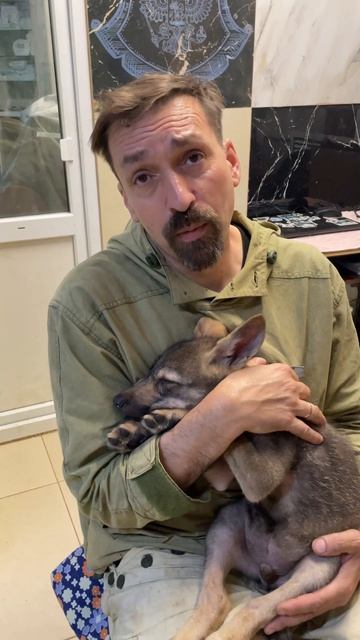 Ермак: слепой волчонок и идея, которая может его спасти 🥺🐺🔊
