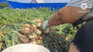 СОБРАЛА УРОЖАЙ ЛУКА.