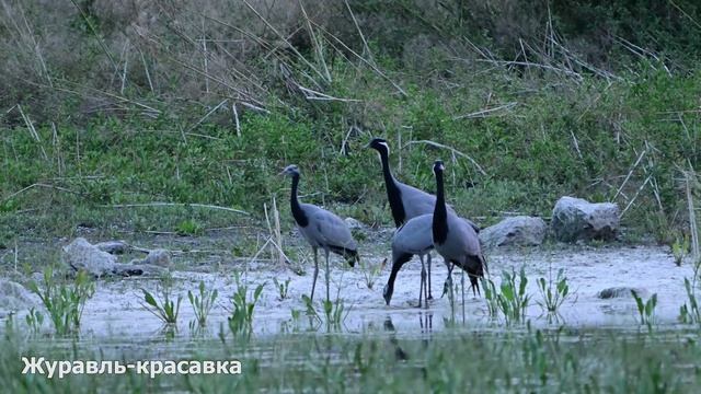 Семья Журавлей-красавок