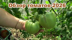 Обзор томатов-2026. Часть 3