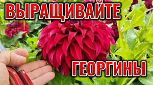Все еще выращиваете розы и гортензии? Попробуйте вырастить ГЕОРГИНЫ!