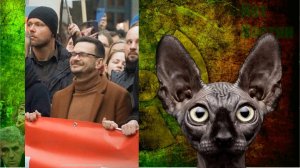 Шизофрения с осложнением / Кот Костян
