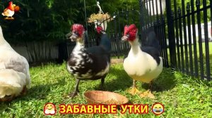 Забавные утки мускусные и пекинские на свободном выгуле со своими друзьями ч.(417) ❣️🤗😂