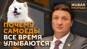 Эдгард Запашный. Самоеды: почему их считают «няньками» и стоит ли заводить в городе?
