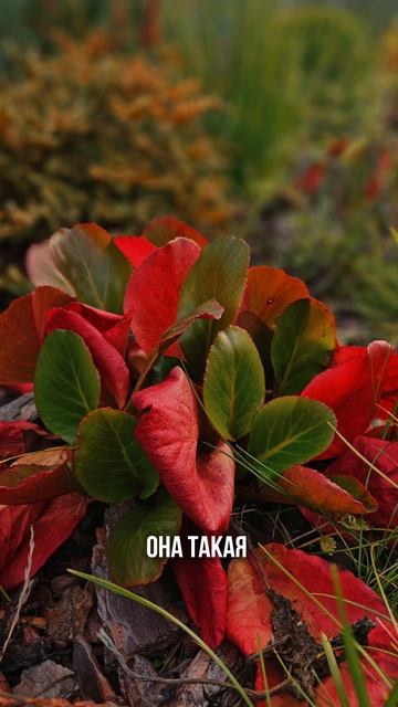 Бадан — находка для зимнего сада #ландшафтныйдизайн #ingarden #сад