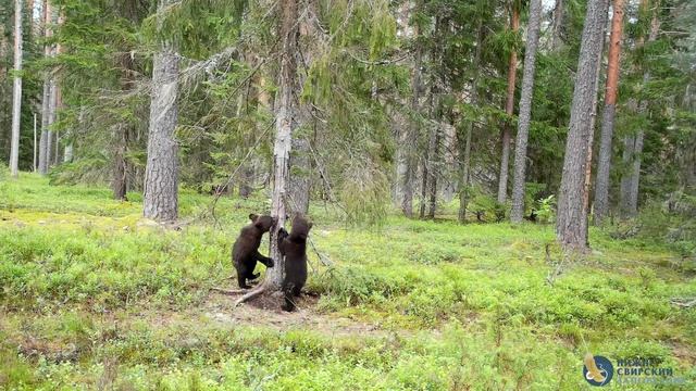Тренировка медвежат 🐻