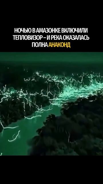 Ночью в амазонке включили тепловизо, а река оказалась полна анаконд!