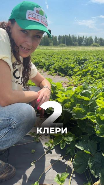 ТОП-3 сорта клубники для новичков 🍓 Горы урожая без сложного ухода