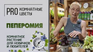 Пеперомия. Как ухаживать за пеперомией. Комнатное растение для новичков и любителей.