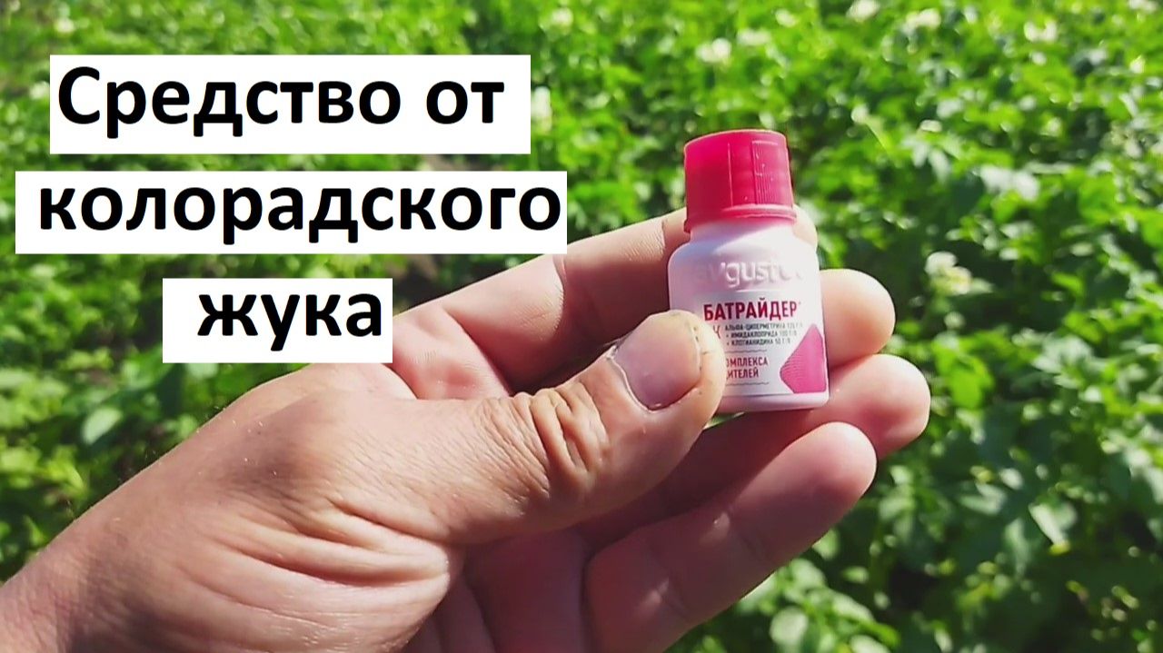 Чем опрыскать картошку от колорадского жука