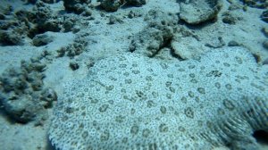Diving in Egypt! Nadias Stories 2025